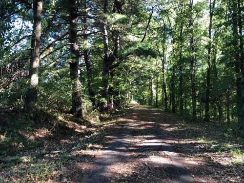 A serene forest path lined with tall trees and dappled sunlight filtering through the leaves.