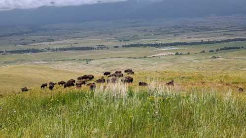 A herd of bison grazing on a grassy hillside with a vast landscape and mountains in the background.