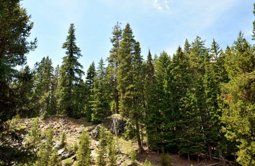 Lush green forest with tall trees and rocky terrain under a clear blue sky.