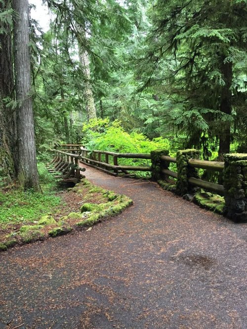 A winding path through a lush green forest, bordered by wooden railings and surrounded by tall trees.