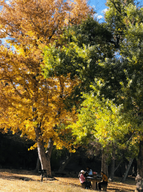 Two people sit at a picnic table under vibrant autumn trees, surrounded by colorful foliage and a clear blue sky.