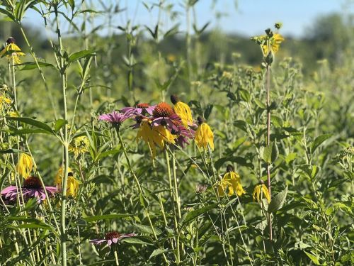 A vibrant field of wildflowers featuring purple and yellow blooms amidst lush green foliage under a clear blue sky.