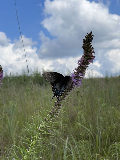 A black butterfly perched on a purple flower in a grassy field under a partly cloudy sky.