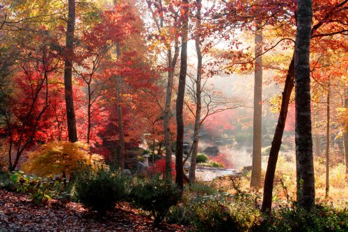 A serene autumn landscape with vibrant red and orange leaves, trees, and a misty pond in the background.