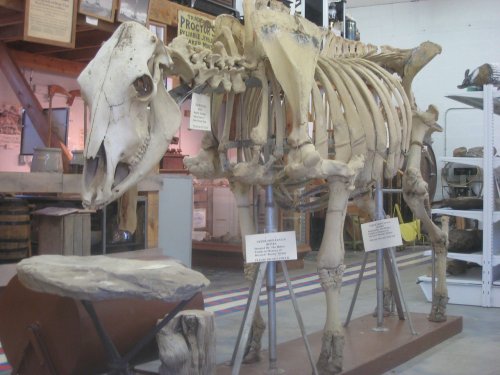 A large animal skeleton displayed in a museum, with informational signs and a stone pedestal nearby.
