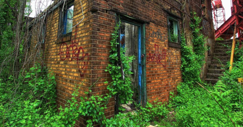 Abandoned brick building overgrown with green vines and graffiti, surrounded by dense foliage.