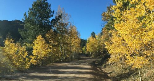 A dirt road lined with vibrant yellow trees under a clear blue sky.
