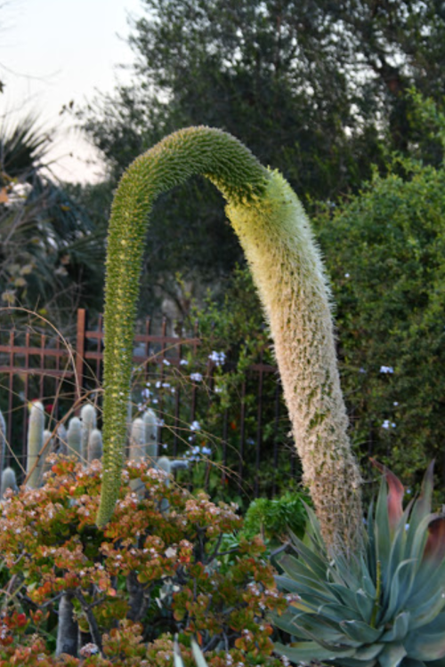 A tall, curved cactus with a spiky green top and a flowering white section, surrounded by various plants in a garden.