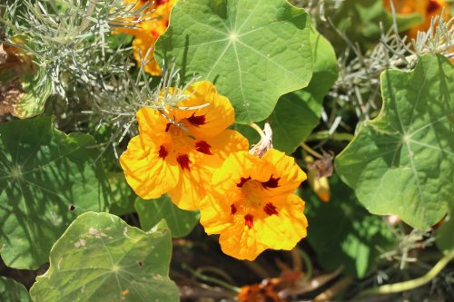 Bright orange nasturtium flowers surrounded by green leaves, with delicate silver foliage in the background.