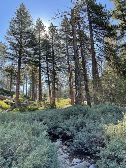 A sunlit forest scene with tall pine trees and lush green underbrush, creating a serene natural atmosphere.