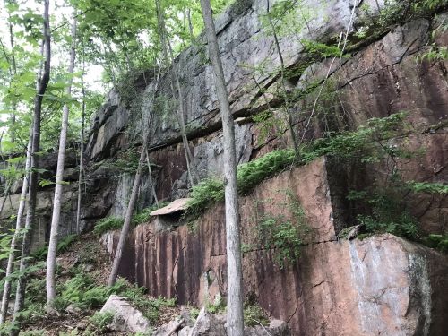 A rocky cliffside covered with greenery and trees in a forested area.