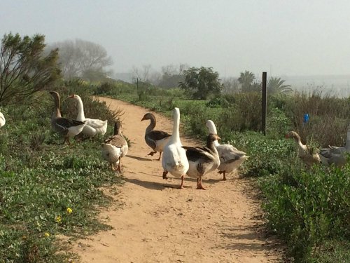 A group of geese walking along a sandy path surrounded by greenery on a foggy day.