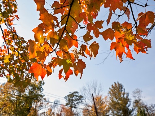 Bright orange and yellow autumn leaves against a clear blue sky, with trees in the background.