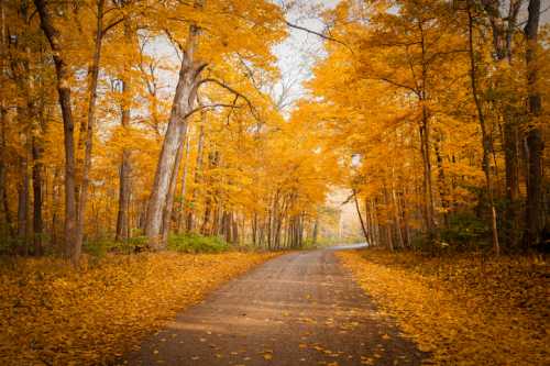 A serene road lined with vibrant orange and yellow trees, surrounded by fallen leaves in a peaceful autumn setting.