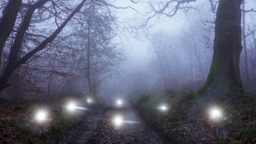 A misty forest path illuminated by glowing orbs, surrounded by bare trees and a foggy atmosphere.
