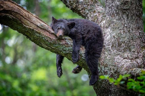 A black bear peacefully sleeping on a tree branch, with its limbs hanging down. Lush green foliage surrounds it.