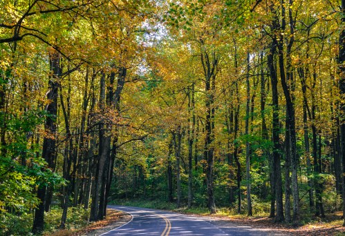 A winding road surrounded by tall trees with vibrant autumn foliage in shades of yellow and orange.