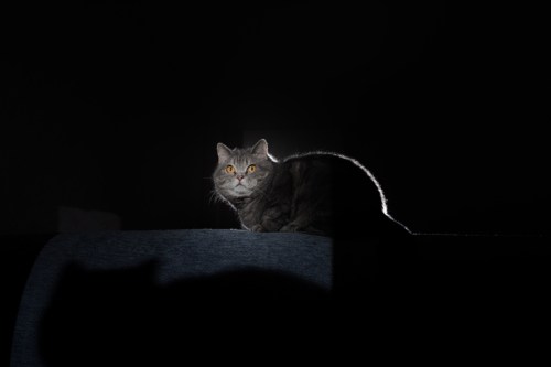 A cat with bright eyes sits in a dark room, illuminated by a soft light, casting a shadow behind it.