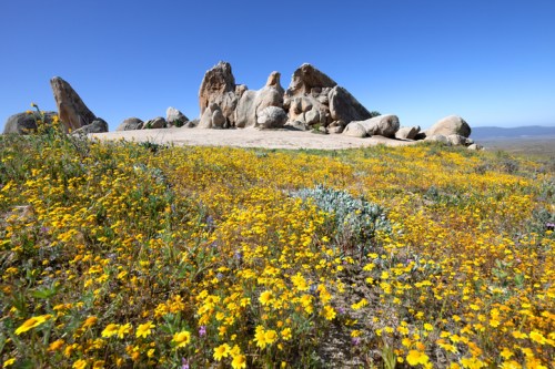 A rocky outcrop surrounded by vibrant yellow wildflowers under a clear blue sky.