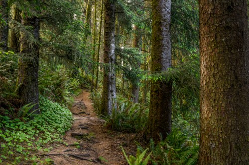 A serene forest path winding through tall trees and lush greenery, inviting exploration and tranquility.