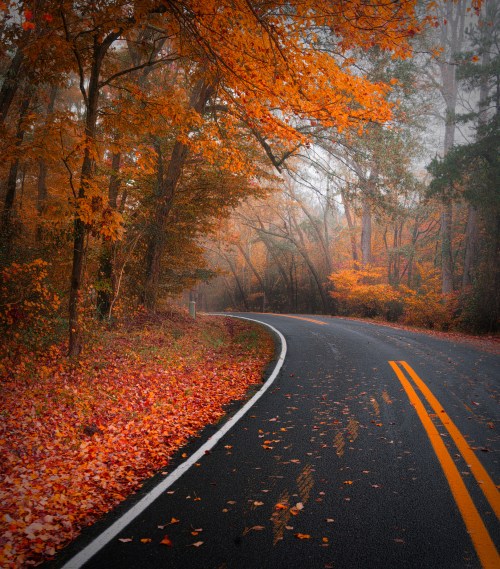 A winding road surrounded by vibrant autumn foliage and fallen leaves, shrouded in a light mist.
