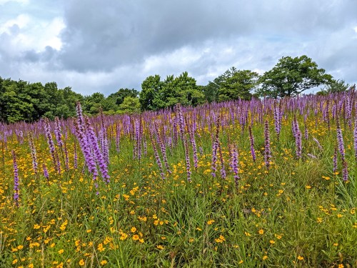 A vibrant field filled with tall purple flowers and yellow blooms under a cloudy sky, surrounded by green trees.