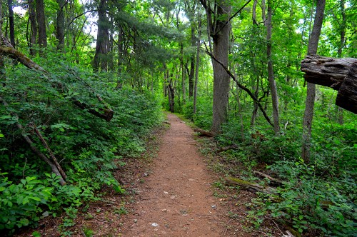 A dirt path winding through a lush green forest, surrounded by trees and dense foliage.