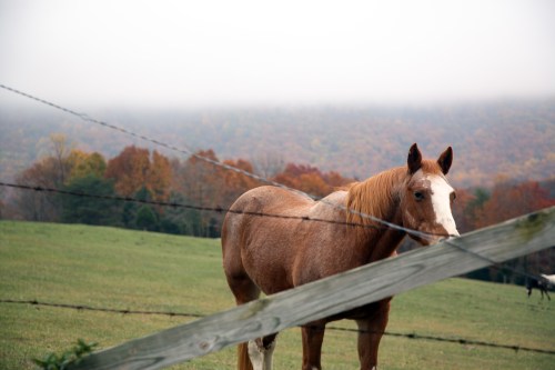 A brown horse stands in a foggy field, with colorful autumn trees in the background and a wooden fence in the foreground.