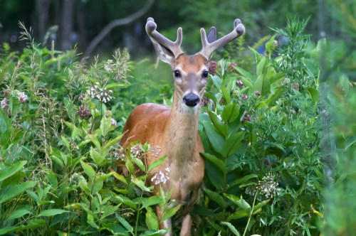 A deer with antlers stands among lush green foliage and wildflowers in a natural setting.