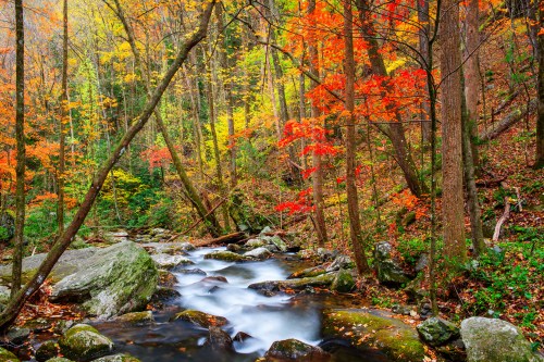 A serene stream flows through a vibrant forest with colorful autumn leaves in shades of red, orange, and yellow.