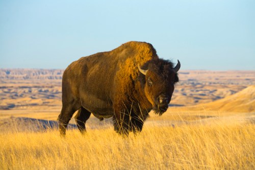 A bison stands in a grassy field with rolling hills in the background under a clear blue sky.