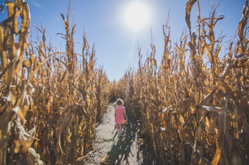 A child in a pink dress walks through a sunlit cornfield, surrounded by tall, dry corn stalks.