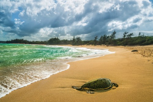 A sea turtle rests on a sandy beach with gentle waves and cloudy skies in the background.