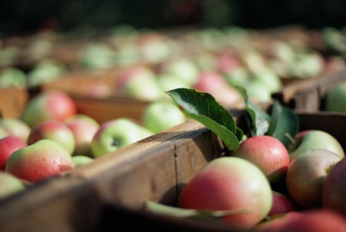 A close-up of wooden crates filled with fresh, red and green apples, some with leaves, in a sunny orchard.
