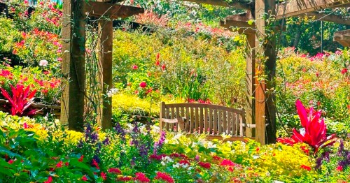 A wooden bench under a pergola surrounded by vibrant flowers in a lush garden.
