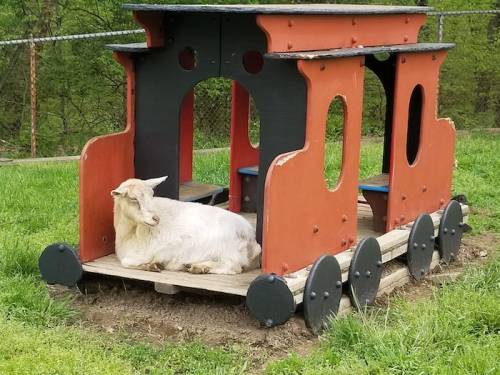 A goat lounging on a colorful wooden play train structure in a grassy area.