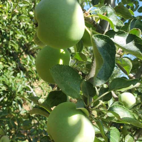 Close-up of green apples hanging on a tree branch surrounded by lush green leaves.