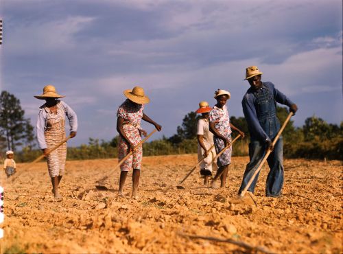 A group of farmers, wearing straw hats, work the soil with hoes in a field under a blue sky.