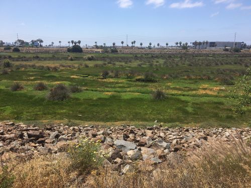 A green landscape with scattered shrubs and rocks, under a clear blue sky with distant palm trees and buildings.