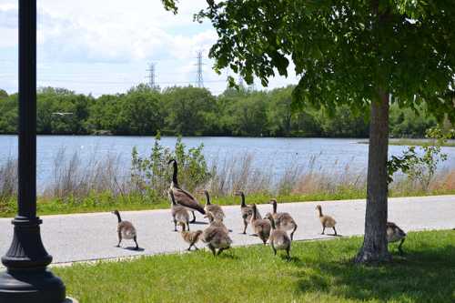 A mother goose leads a group of goslings across a path near a lake, surrounded by greenery and trees.