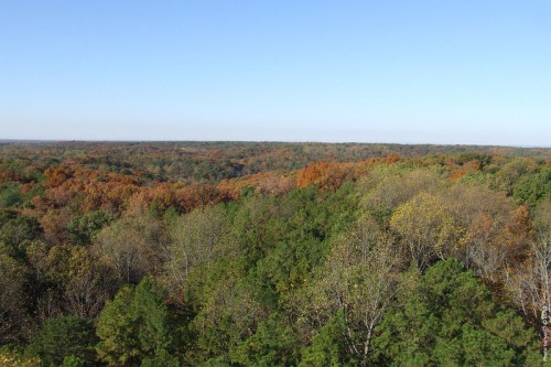 A panoramic view of a forest with vibrant autumn foliage, showcasing a mix of green and colorful trees under a clear sky.
