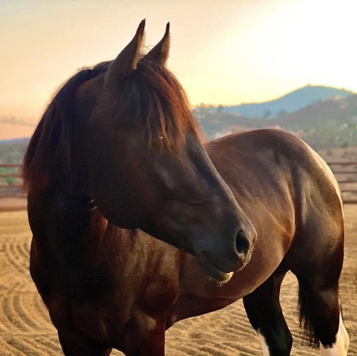 A brown horse stands in a sandy area, with a scenic background of hills and a sunset sky.