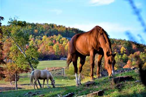 A brown horse grazes in a lush green field, with a white horse nearby and colorful trees in the background.