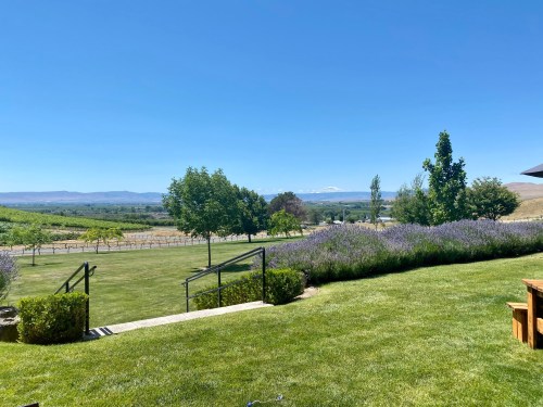 A scenic view of a vineyard with lush green grass, trees, and mountains under a clear blue sky.