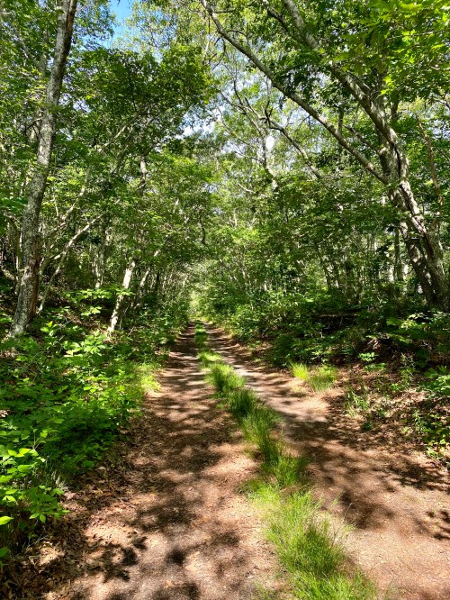 A serene forest path lined with lush greenery and sunlight filtering through the trees.