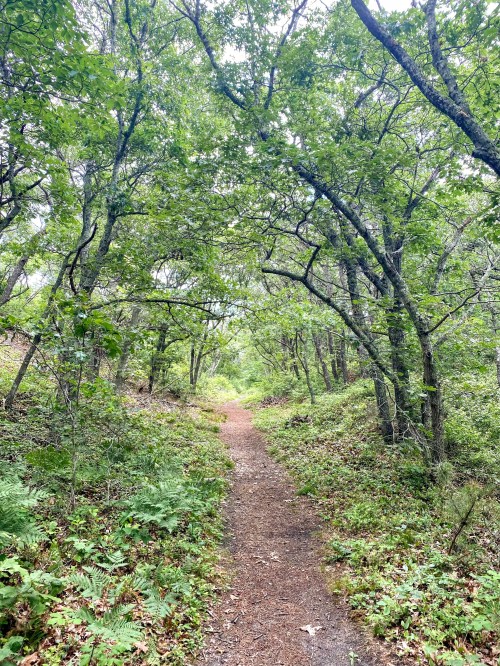 A serene forest path surrounded by lush green trees and foliage, inviting exploration.