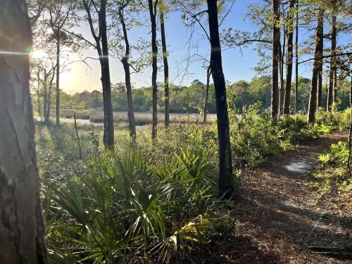 A serene forest path leads to a sunlit wetland, surrounded by trees and lush greenery.