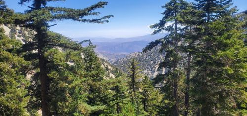 A scenic view of a mountainous landscape, framed by tall evergreen trees under a clear blue sky.