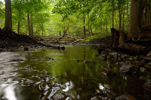 A serene forest scene with a gently flowing stream, surrounded by lush green trees and scattered rocks.
