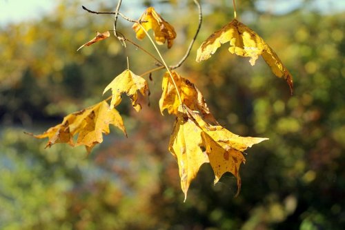 Close-up of yellow autumn leaves hanging from a branch, with a blurred natural background.